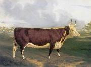 unknow artist Cow 145 oil on canvas